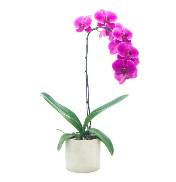 Orchid Purple