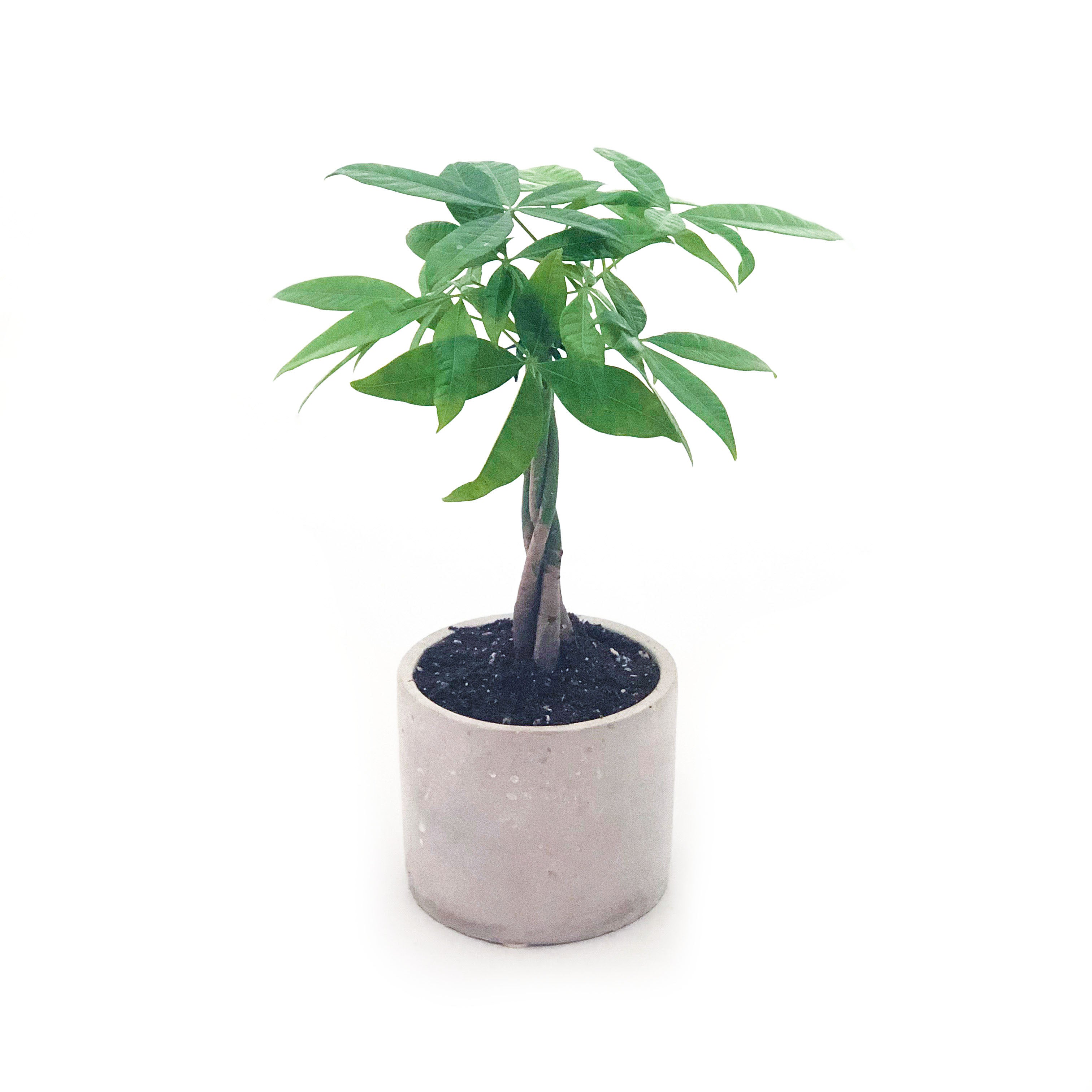 Money Tree Money Tree