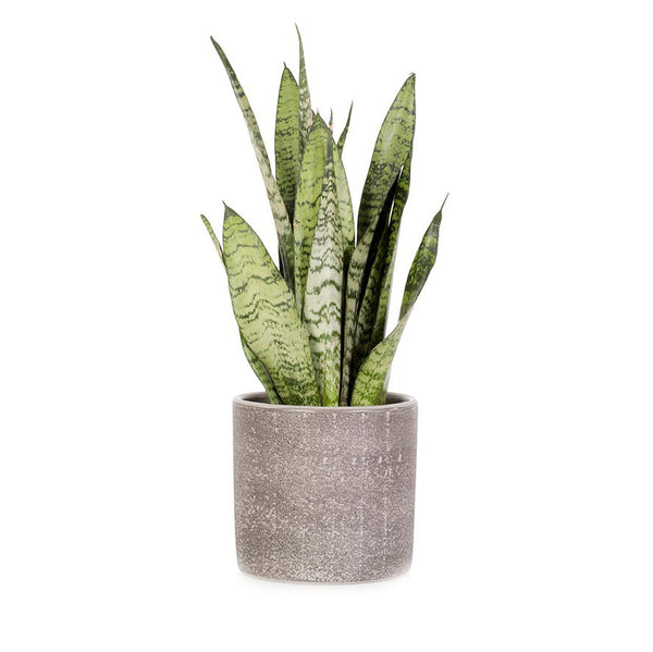 Sansevieria