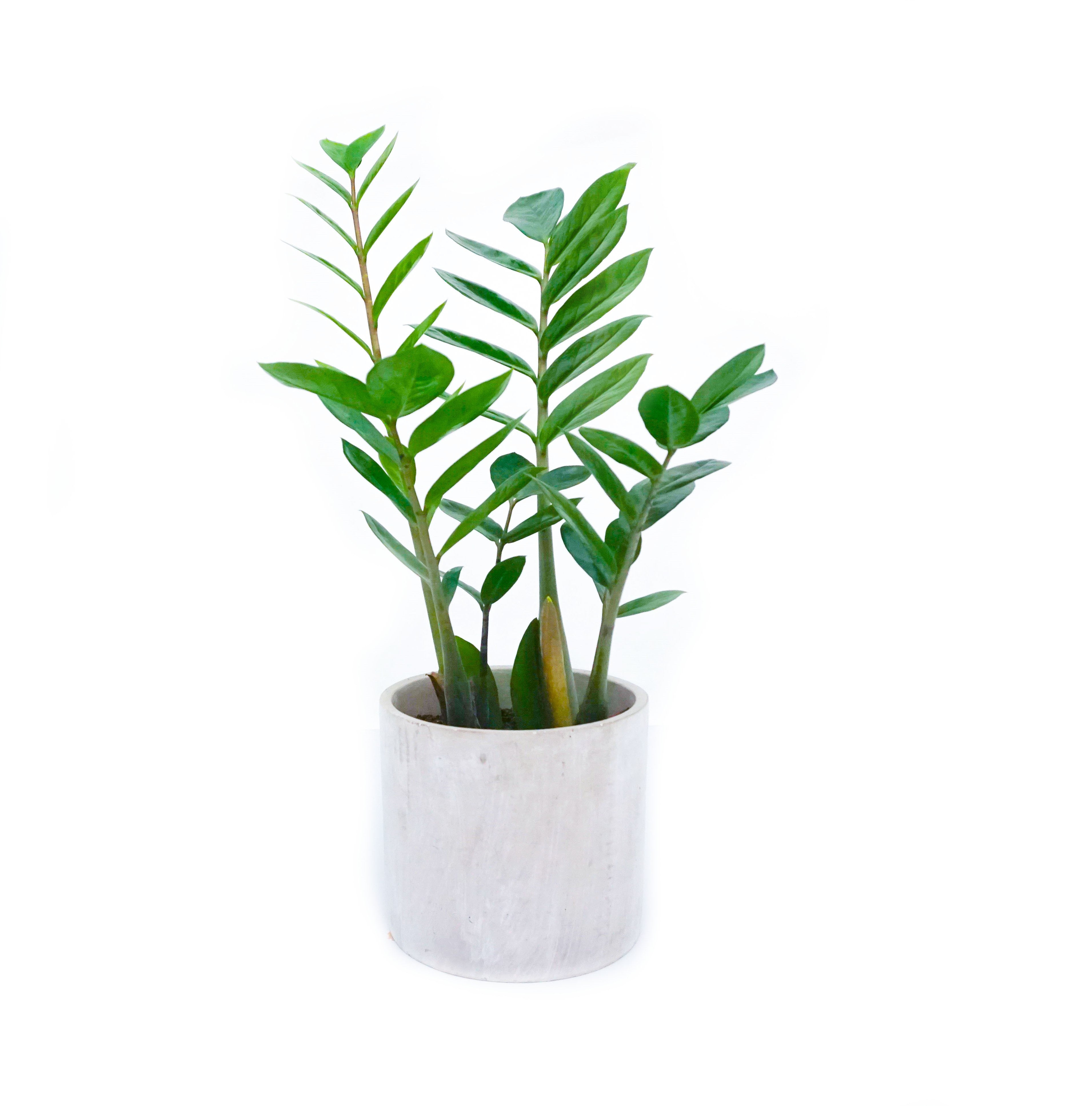 ZZ Plant ZZ Plant