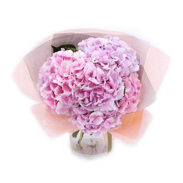 HYDRANGEA
