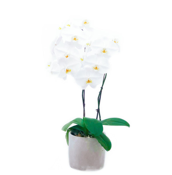 Orchid White
